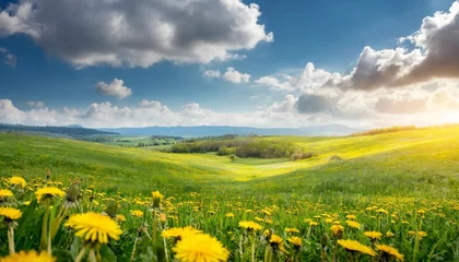 Photo sur Plexiglas Prairie, marais beautiful meadow field with fresh grass and yellow dandelion flowers in nature against a blurry blue sky with clouds summer spring perfect natural landscape