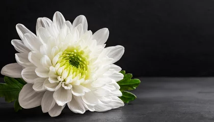 Tuinposter beautiful white chrysanthemum flower on black background with copy space © Richard
