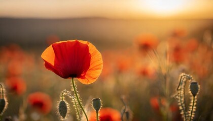 beautiful nature background with red poppy flower poppy in the sunset in the field remembrance day veterans day lest we forget concept