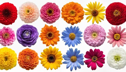 big collection of various head flowers orange purple yellow pink blue and red isolated on white background perfectly retouched full depth of field on the photo top view flat lay - Powered by Adobe