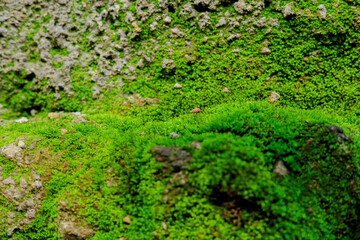 Fototapeta premium Close up of moss texture in rainforest