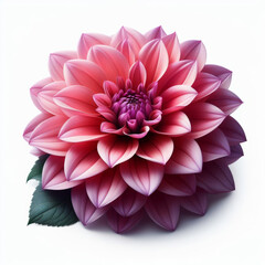 Pink Dahlia Flower isolated on white background