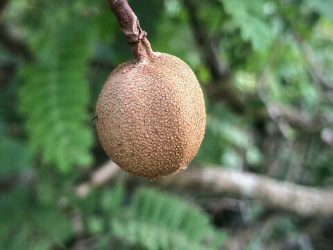 Tamarind Fruit Hanging Down from Its Tree