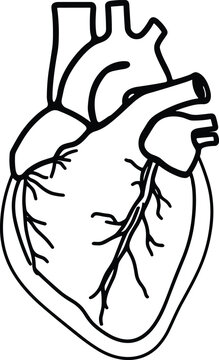 Continuous One Line Drawing of the Human Heart: Human Heart Line Art, Anatomical Heart Sketches, One Line Medical Illustrations