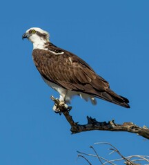 AI generated illustration of a majestic osprey perched atop a tree branch against a clear blue sky