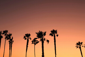 Scenic view of palm tree silouettes at sunset in California