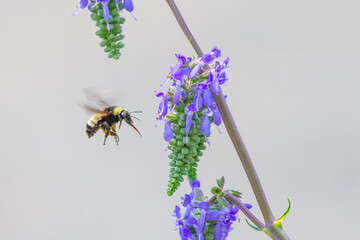 Closeup of an Armenian bumblebee flying over a Coleus barbatus flower