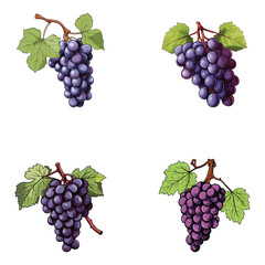 grape vector illustration isolated on white background. 
