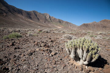 Cactus, Fuerteventura - 733076338