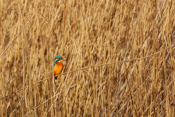 Kingfisher on reed bed 