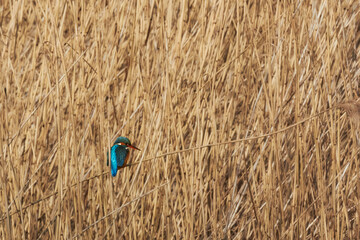 Kingfisher in portrait on reeds