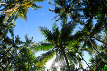 Fototapeta premium Coconut trees under blue sky