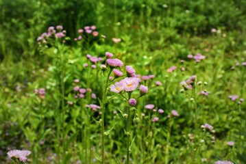 Obraz na płótnie Canvas Closeup of pink flowers blooming amidst lush green grass