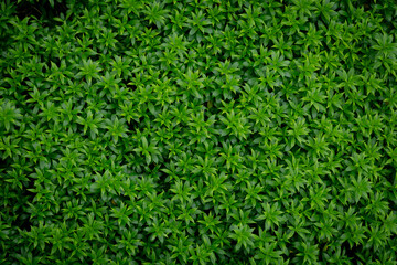 Green image of a tree planted as a bush in the garden. Looking at it, it feels comfortable and...
