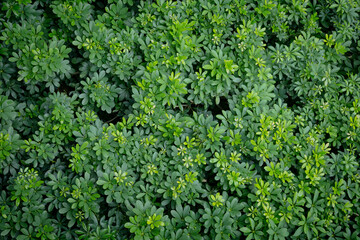 Green image of a tree planted as a bush in the garden. Looking at it, it feels comfortable and refreshing. It makes me feel close to nature and relieves fatigue.