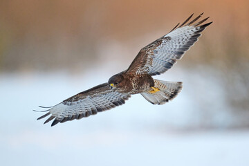 Common buzzard (Buteo buteo)