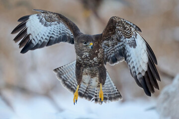 Common buzzard (Buteo buteo)