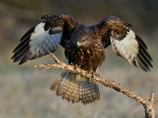 Common buzzard (Buteo buteo)
