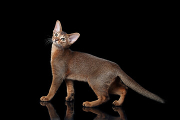 Beautiful Abyssinian cat on a black background