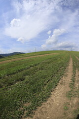 Fototapeta na wymiar Summer european landcsapes in Slovakia