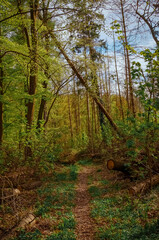 Obraz premium Footpath in the autumn woods