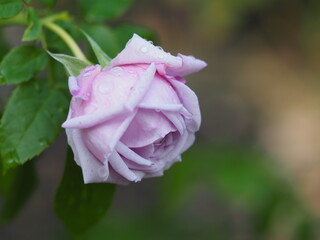 雨上がりのバラ園　ルシエルブルー