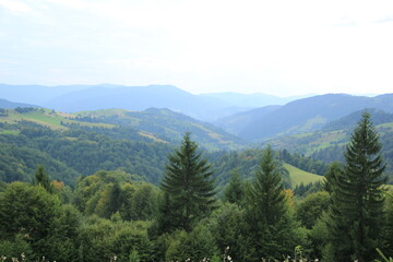 forest in the mountains