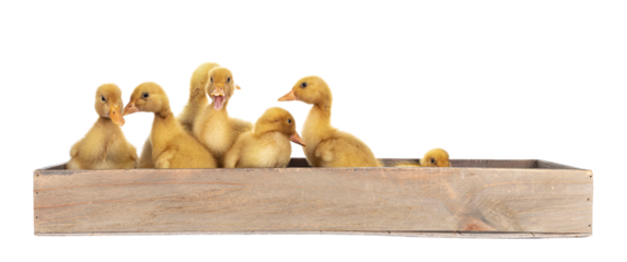 Group of ten day old Peking Duck chicks, standing /  laying in wooden box. Isolated cutout on transparent background.