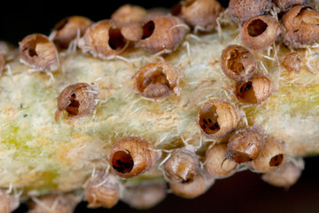 Aphid colony killed by parasitoids, parasitoid wasps.