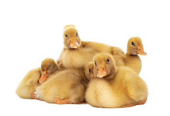 Group of ten day old Peking Duck chicks, laying down close together. Looking towards camera. Isolated cutout on transparent background.