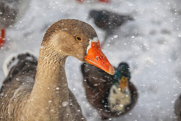 Goose in snow - 733085570