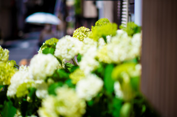 In Japan, hydrangeas are a symbol of the transition from the rainy season to the dazzling summer. © lemon pie 
