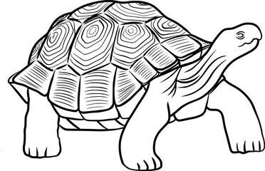 turtle outline illustration on transparent background	
