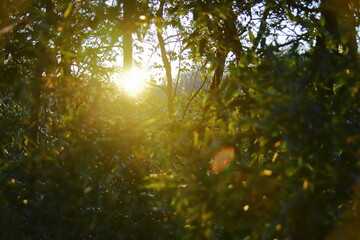 夕日の木漏れ日
