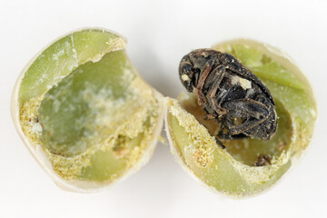 Pea weevil, Bruchus pisorum.  Beetle inside a broken seed. Macro.