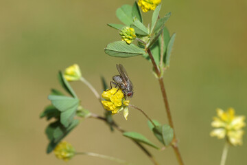 Close up female fly Coenosia. family House flies (Muscidae) on the yellow flower of lesser trefoil...