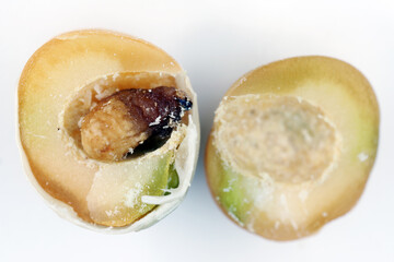 Pea weevil, Bruchus pisorum.  Dead larva inside a broken seed. Macro.