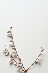 Spring pussy willow branches on a pastel light background. Concept of springtime, copy space. Vertical photo	