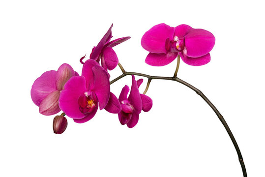 Pink orchid flowers isolated on transparent background,  png