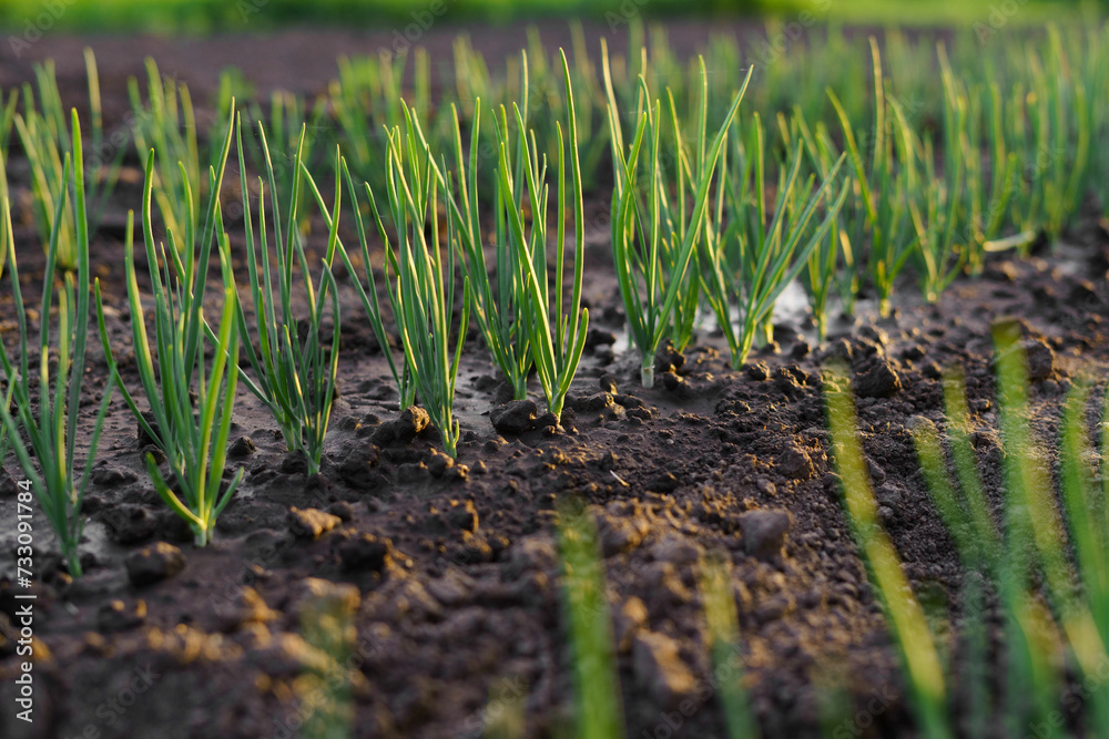 Wall mural green sprouts of young onions planted in moist soil in the garden and illuminated by the sun's rays.