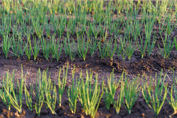 Even rows of sprouts of young green onions in moist soil. The concept of growing food in the garden, horticulture and agriculture