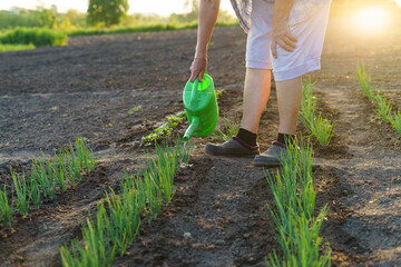 A peasant woman waters the green beds of planted onions with a watering can against the background...