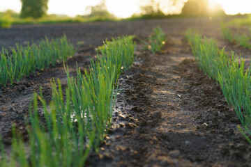 Selective focus of a green bed of young onions planted in the ground in the garden. The concept of...