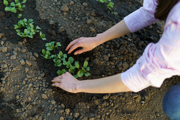The hands of a young woman take care of the plants planted in the ground. The concept of gardening, growing organic eco food, agriculture