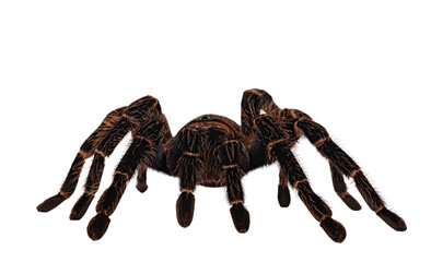 Front view of mature female Brazilian salmon pink birdeater spider aka Lasiodara parahybana, standing / walking towards camera. Isolated cutout on transparent backgroud.