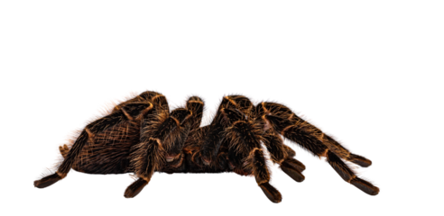 Side view of mature female Brazilian salmon pink birdeater spider aka Lasiodara parahybana. Isolated cutout on transparent backgroud.