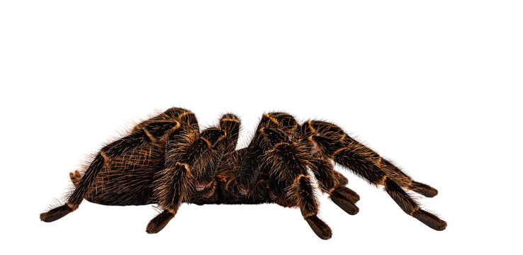 Side view of mature female Brazilian salmon pink birdeater spider aka Lasiodara parahybana. Isolated cutout on transparent backgroud.