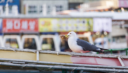 Black-tailed gull feeding on the deck of a fishing boat anchored in the harbor. Larus crassirostris
