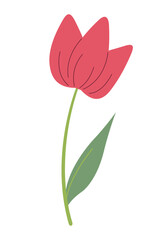 Beautiful red tulip isolated on white background. Vector graphics. Artwork design element. Cartoon design for poster, icon, card, logo, label.