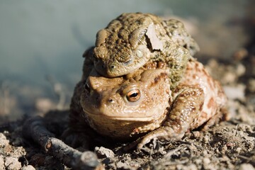 Baby frog on its mother